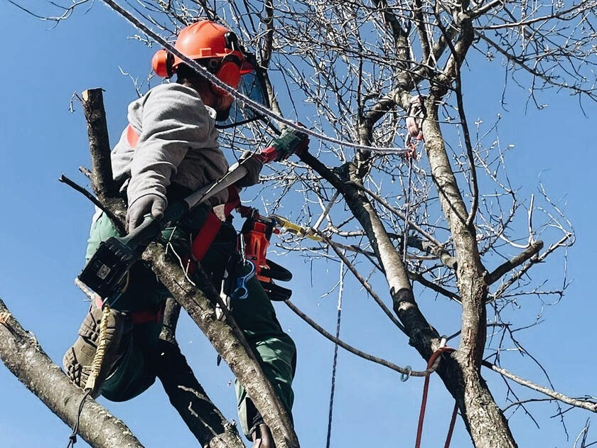 Potatura dei alberi Potatura professionale di un albero eseguita con piattaforma elevatrice.
